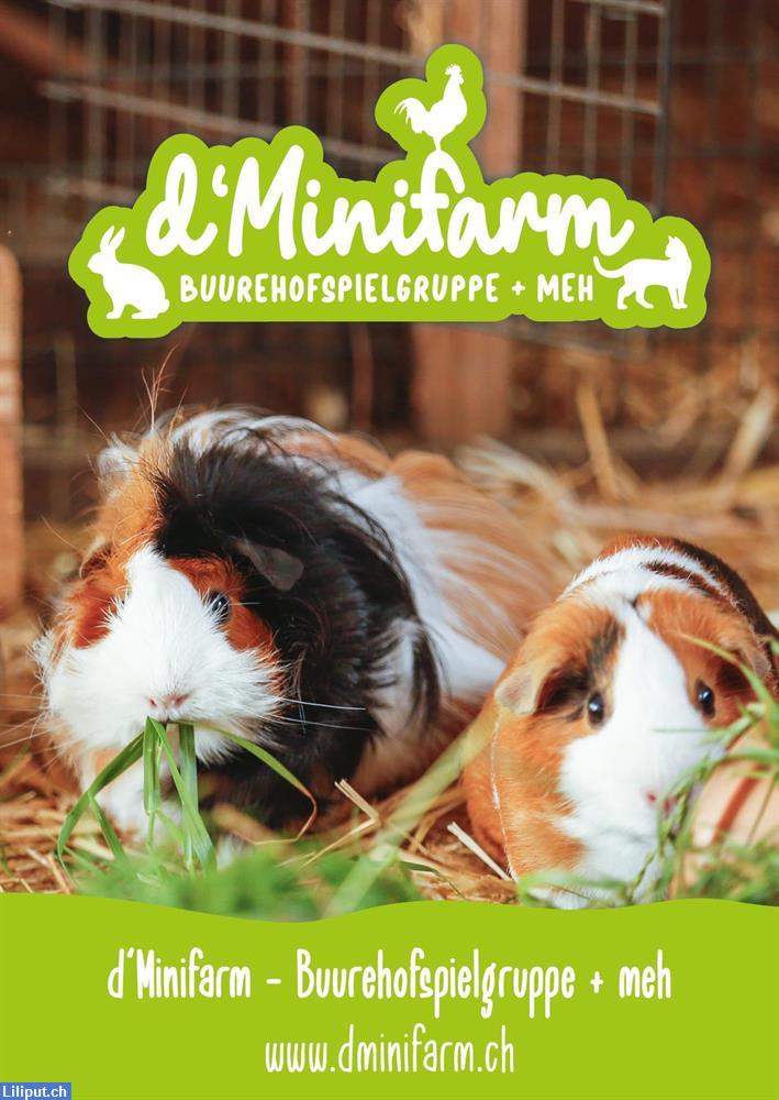 Bild 2: D'Minifarm Buurehofspielgruppe + meh in Sommeri im Thurgau