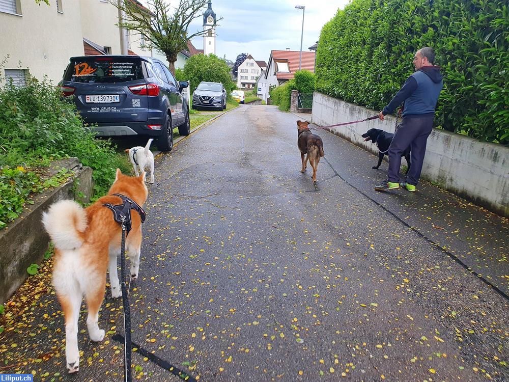 Bild 1: Spanien Can Hundesitter in Willisau LU