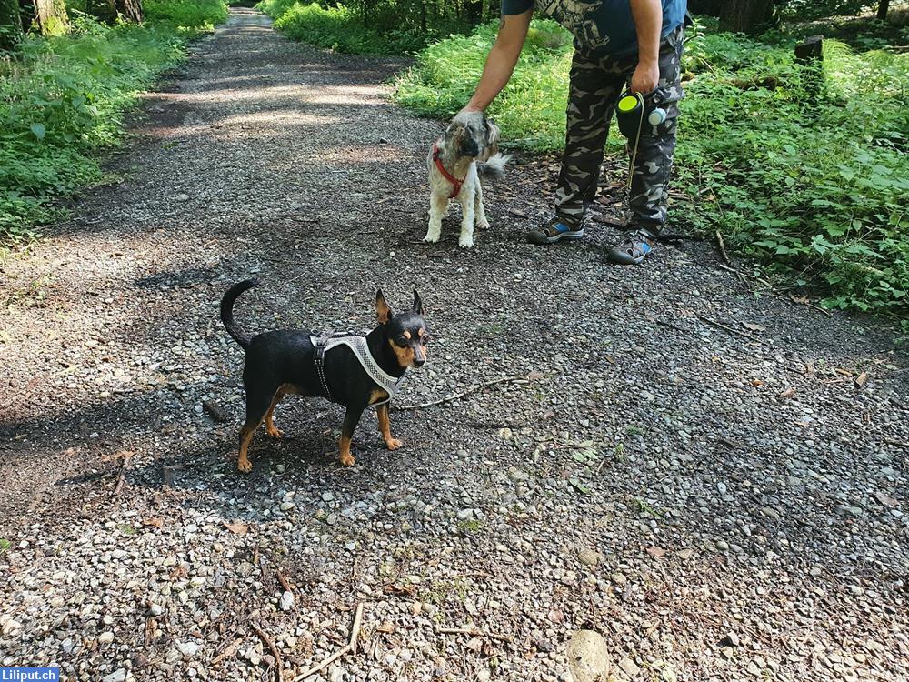 Bild 2: Spanien Can Hundesitter in Willisau LU
