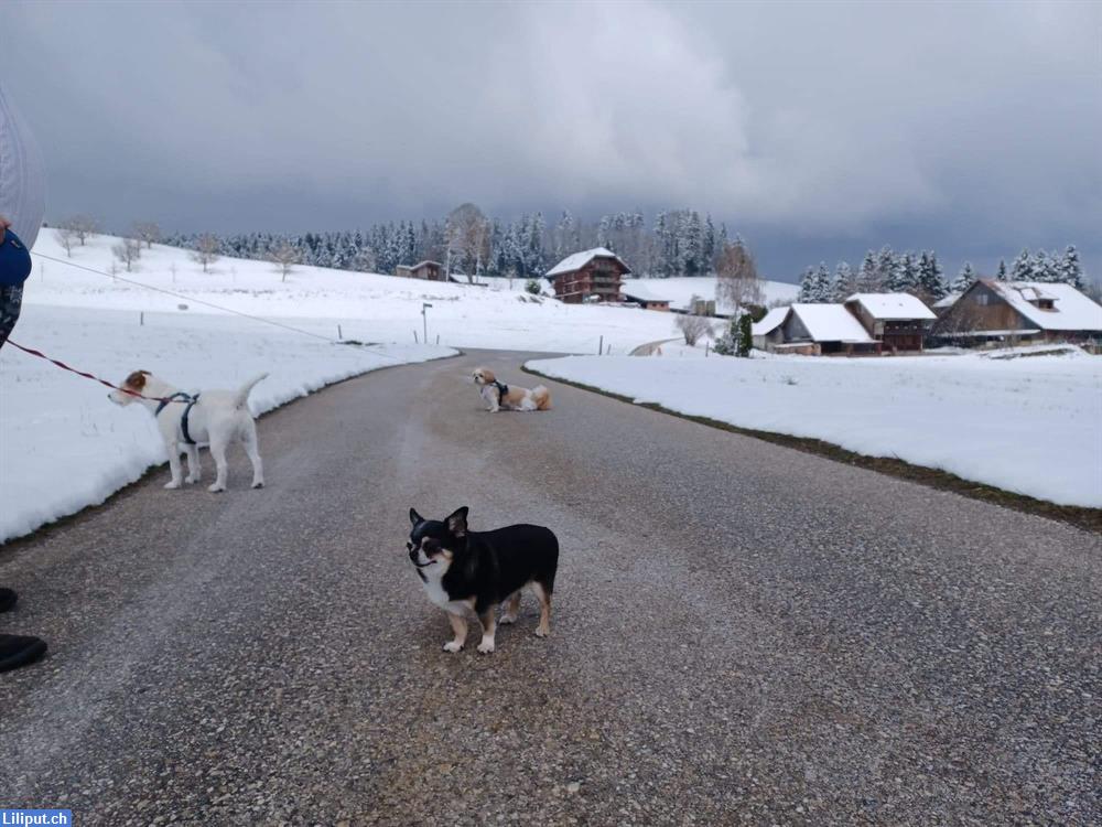 Bild 4: Spanien Can Hundesitter in Willisau LU
