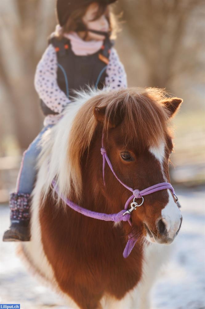 Bild 2: Pony reiten, Kindergeburtstage, Tierli Hofgruppe im Limmattal