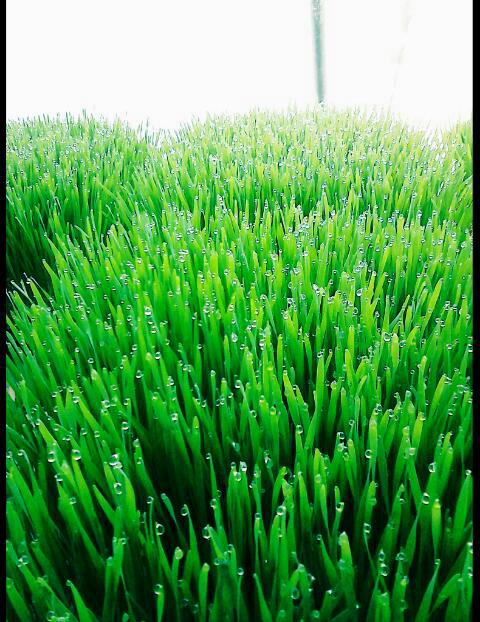 Bild 1: Gras Statt Ritalin :-) Erlebnisferien, Alp-Camp im Berner Oberland