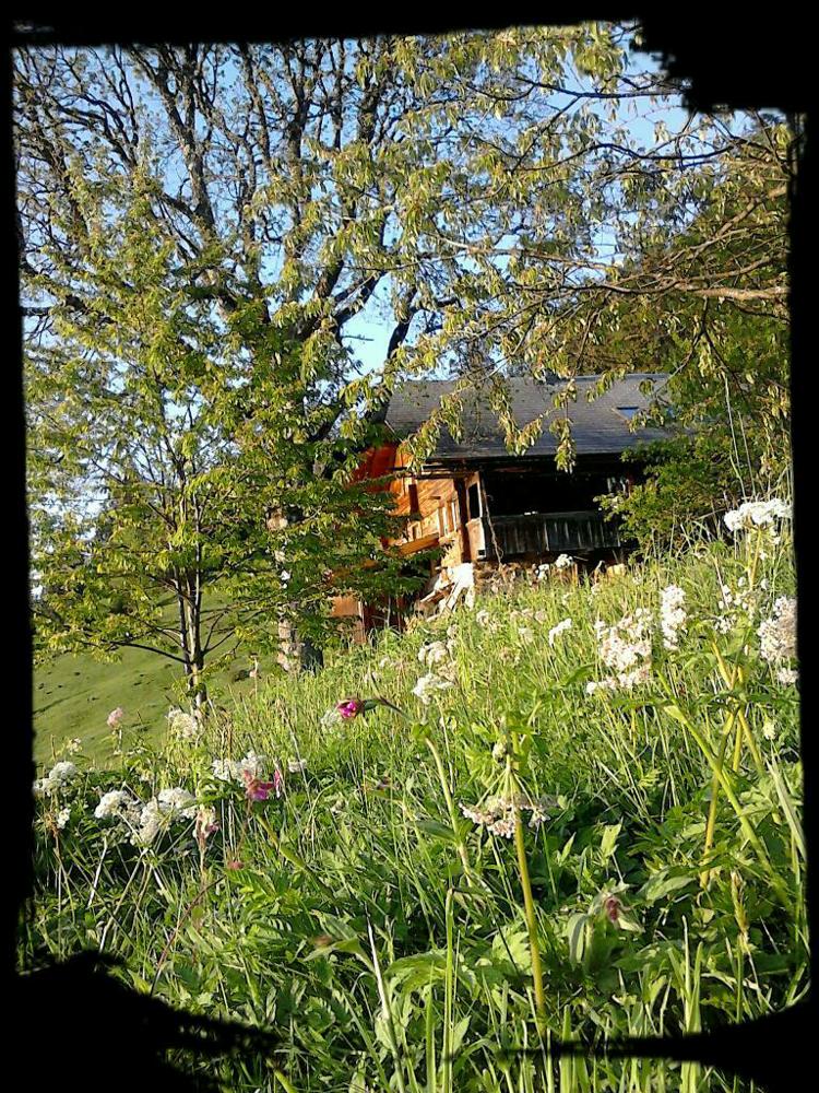 Bild 4: Gras Statt Ritalin :-) Erlebnisferien, Alp-Camp im Berner Oberland