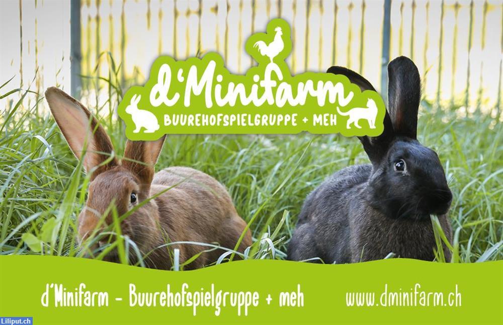 Bild 1: D'Minifarm Buurehofspielgruppe + meh in Sommeri im Thurgau