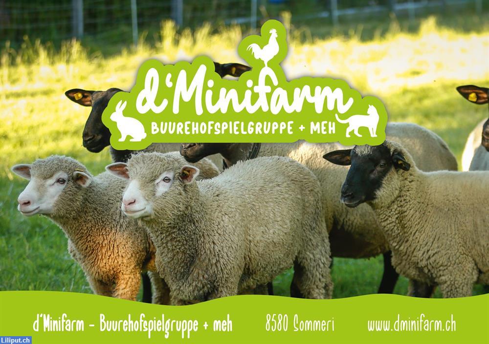 Bild 3: D'Minifarm Buurehofspielgruppe + meh in Sommeri im Thurgau