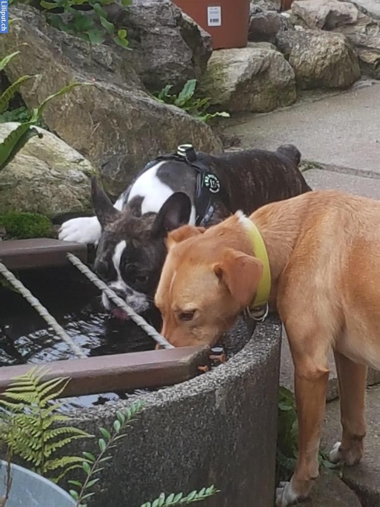 Bild 4: Biete liebevolle Hundebetreuung in DürntenZH