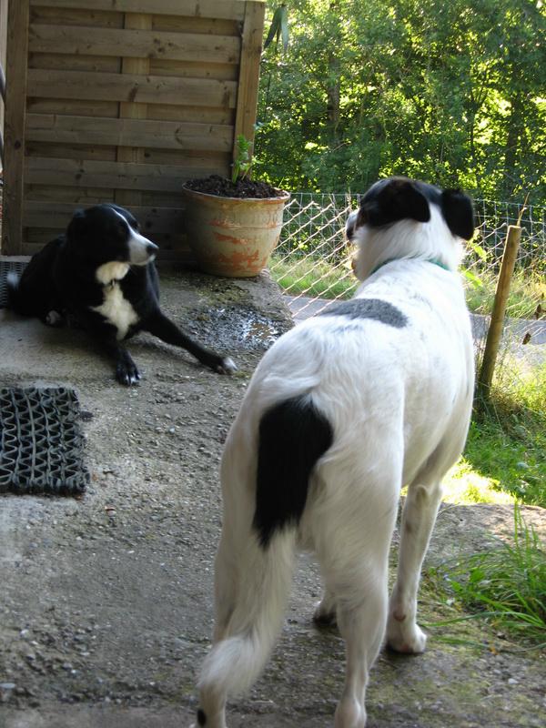 Bild 2: Biete 360 Tage Hundebetreuung mit Herz im Napfgebiet