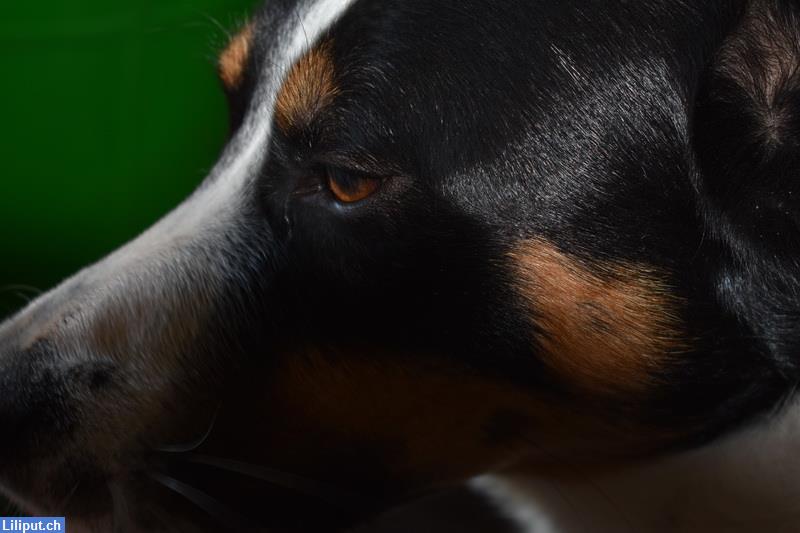 Bild 3: Biete 360 Tage Hundebetreuung mit Herz im Napfgebiet
