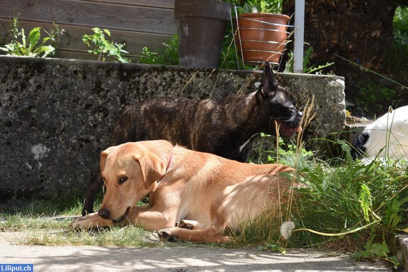 Bild 4: Biete 360 Tage Hundebetreuung mit Herz im Napfgebiet