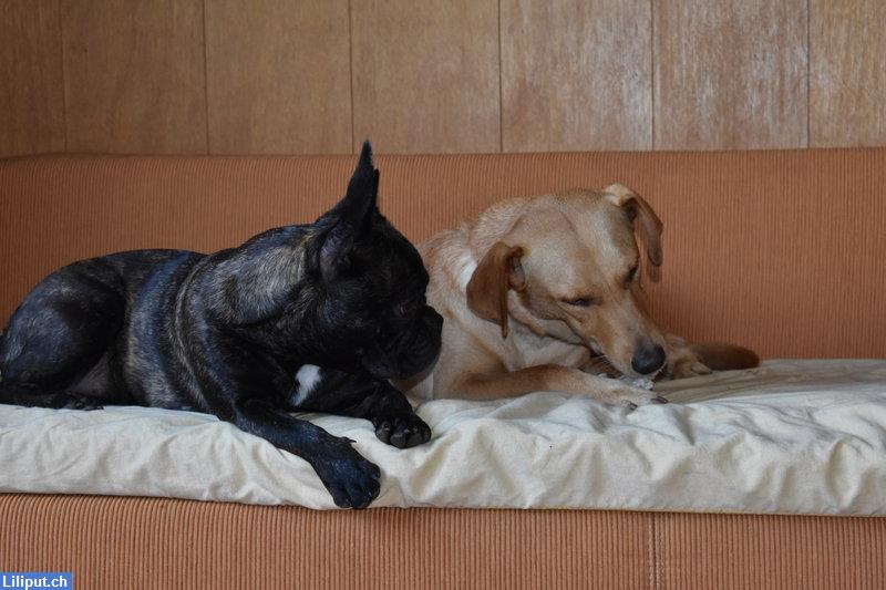 Bild 5: Biete 360 Tage Hundebetreuung mit Herz im Napfgebiet