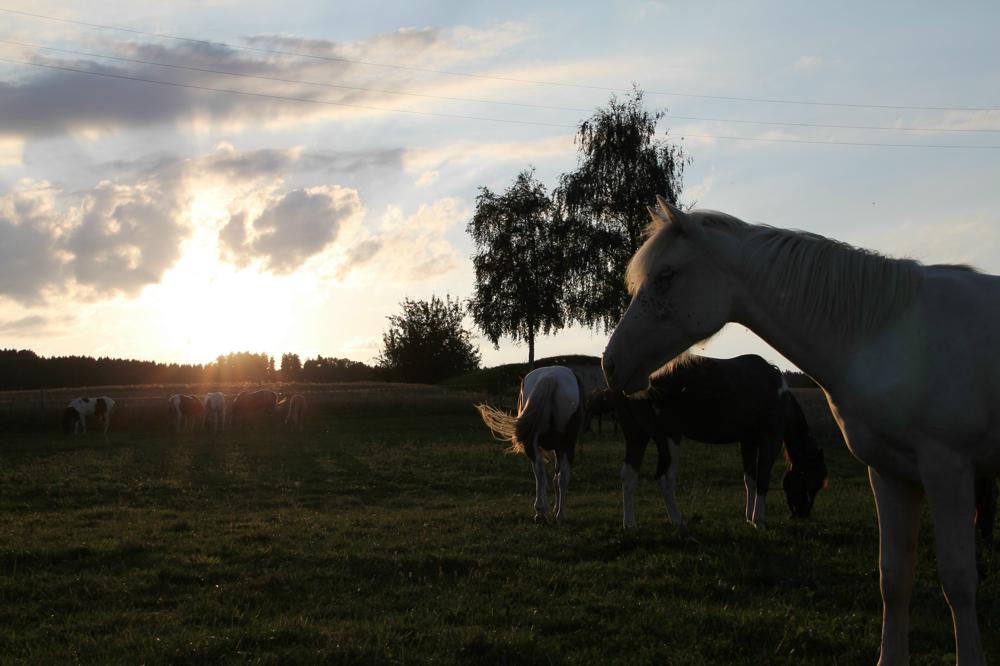 Bild 2: Ponyreiten, Reituntericht, Reitlager in Alikon im Aargau