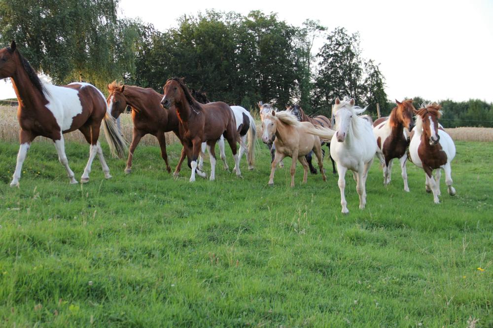 Bild 3: Ponyreiten, Reituntericht, Reitlager in Alikon im Aargau