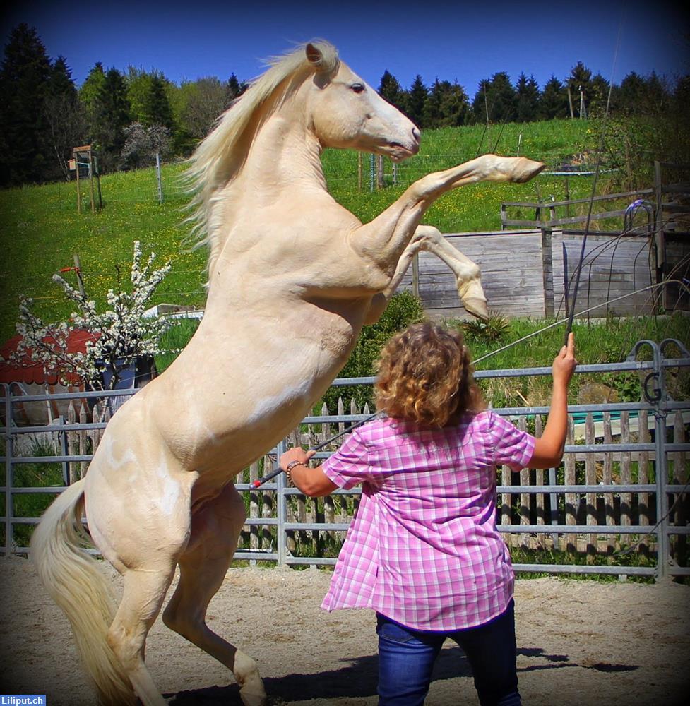 Bild 5: Ponyreiten, Reituntericht, Reitlager in Alikon im Aargau