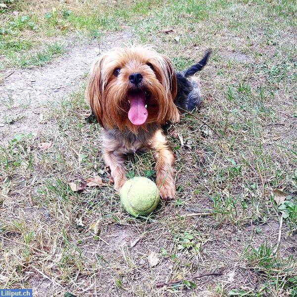 Bild 2: BIETE Hundebetreuung in Ostermundigen / Bern und Umgebung