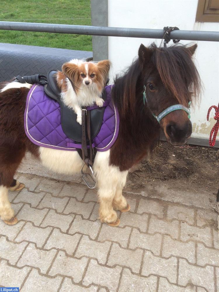 Bild 1: Ponyreiten - 1 Stunde geführtes Reiten, Kanton Zürich