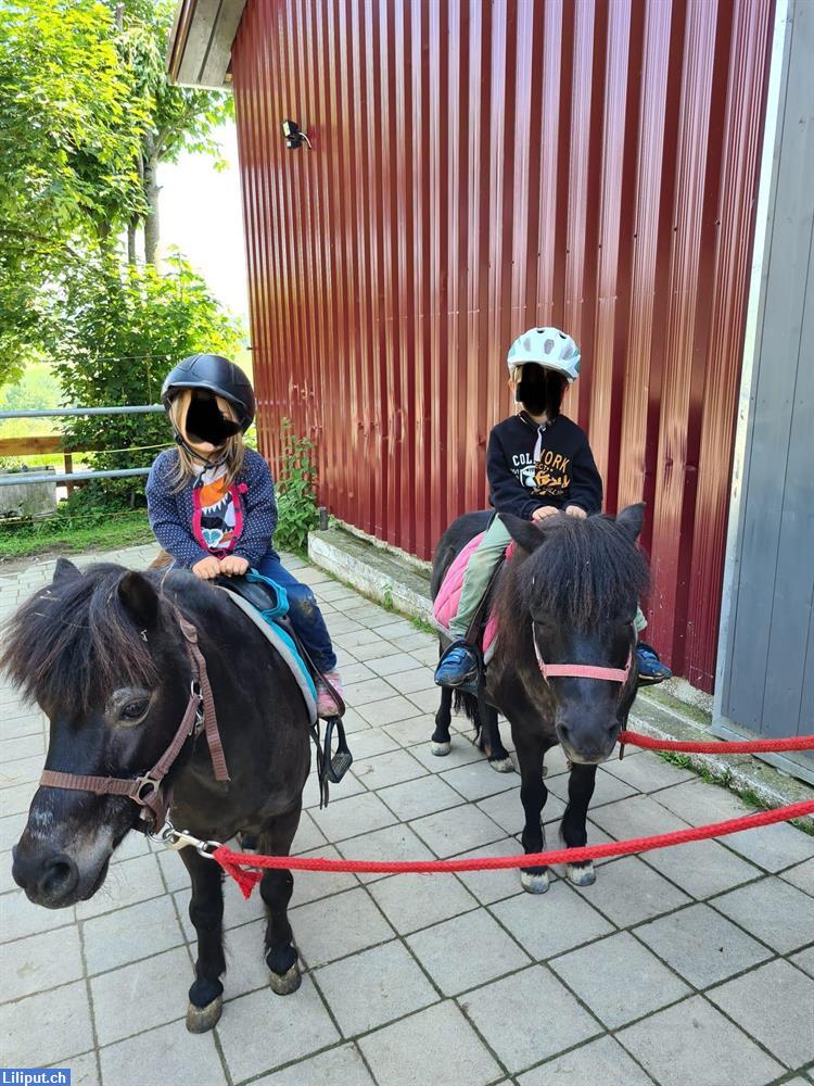 Bild 1: Ponyhof-Spielgruppe nähe Rekingen / Bad Zurzach