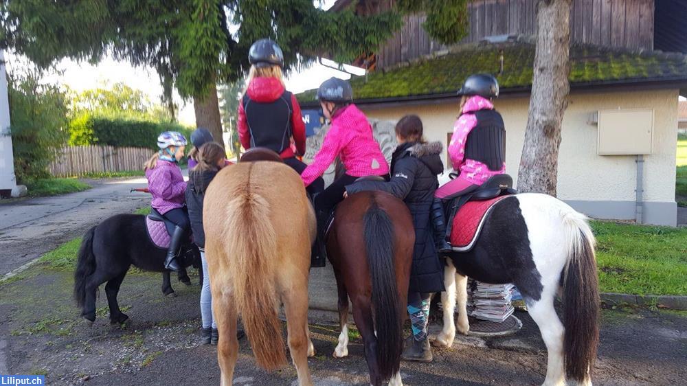 Bild 1: Ponyreiten/Reitunterricht nähe Rekingen/Bad Zurzach