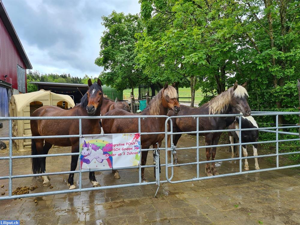 Bild 2: Ponyreiten/Reitunterricht nähe Rekingen/Bad Zurzach