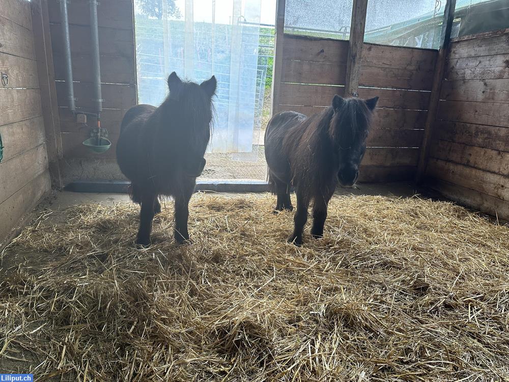 Bild 3: Ponyreiten/Reitunterricht nähe Rekingen/Bad Zurzach