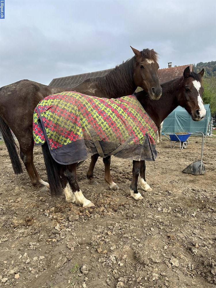 Bild 4: Ponyreiten/Reitunterricht nähe Rekingen/Bad Zurzach