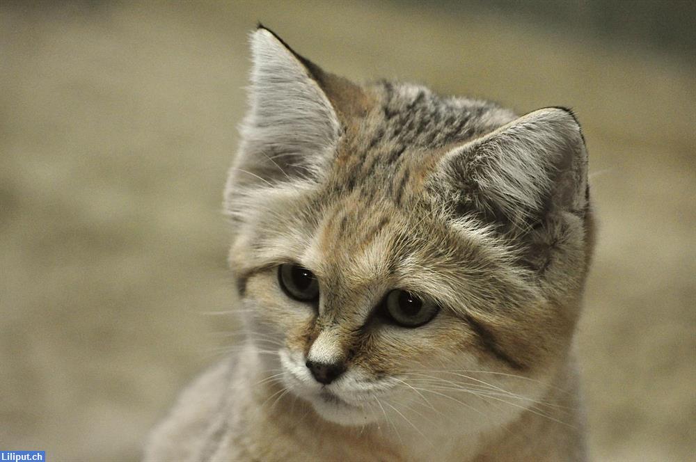 Bild 1: Katzensitter betreut Ihre Lieblinge Raum Brugg ,Turgi bis Zurzach