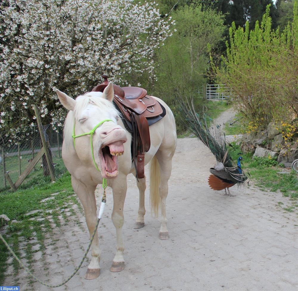 Bild 3: Reitlager, Erlebnislager auf dem Elfenhof im Aargau