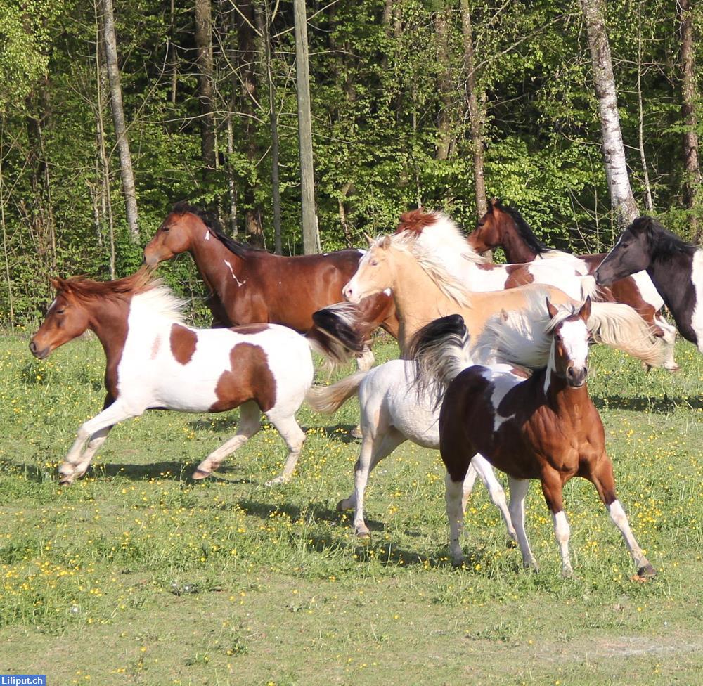 Bild 4: Reitlager, Erlebnislager auf dem Elfenhof im Aargau