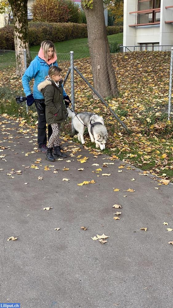 Bild 4: Tierbetreuerin bietet liebevolle Katzen-/Hundebetr.etc im Raum Volketswil