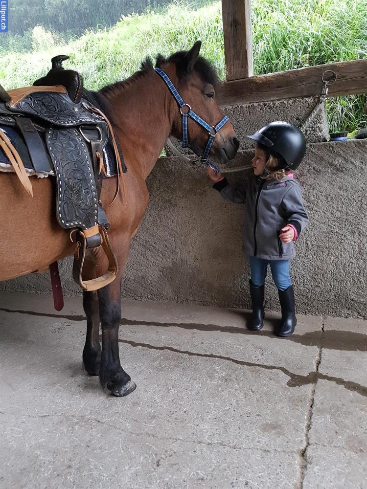 Bild 3: Pony-Reitschule für Kinder ab 3-8 Jahren in Busswil bei Wil SG