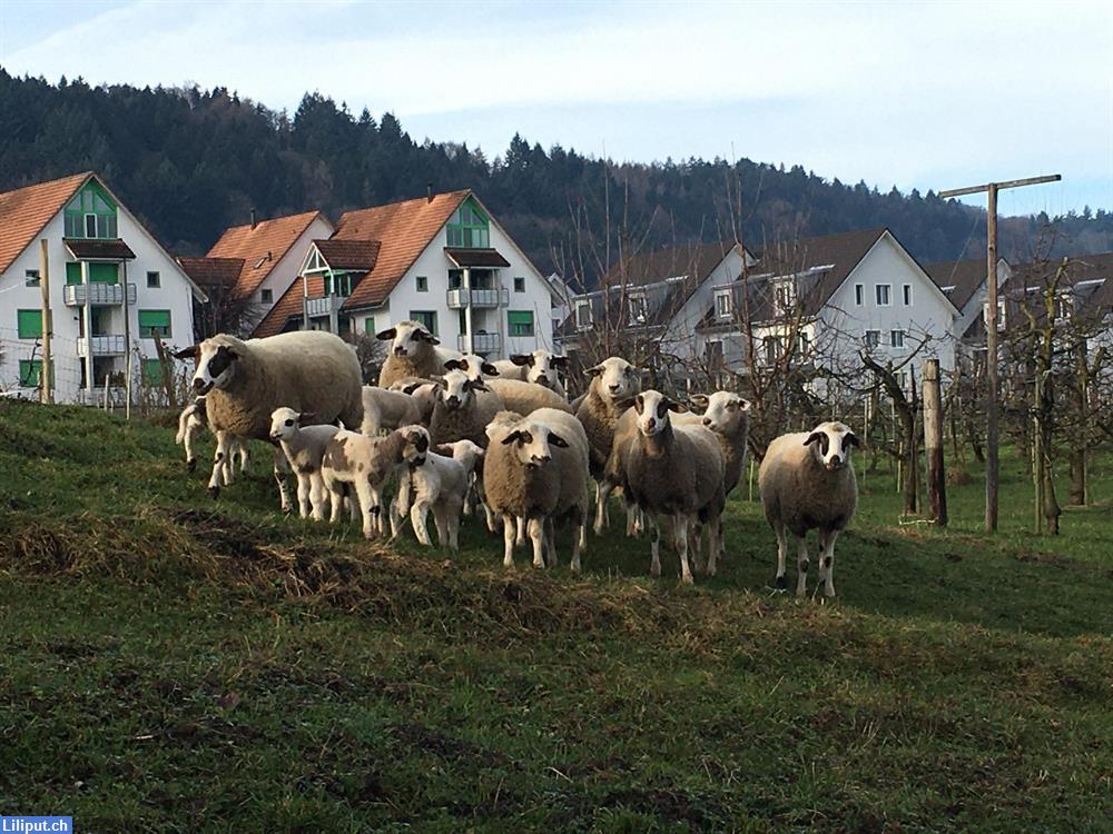 Bauernhofspielgruppe Wiesenhüpfer in Horgen