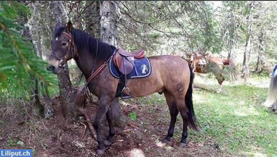 Bild 1: Reitbeteiligung in Binningen auf Kleinpferd