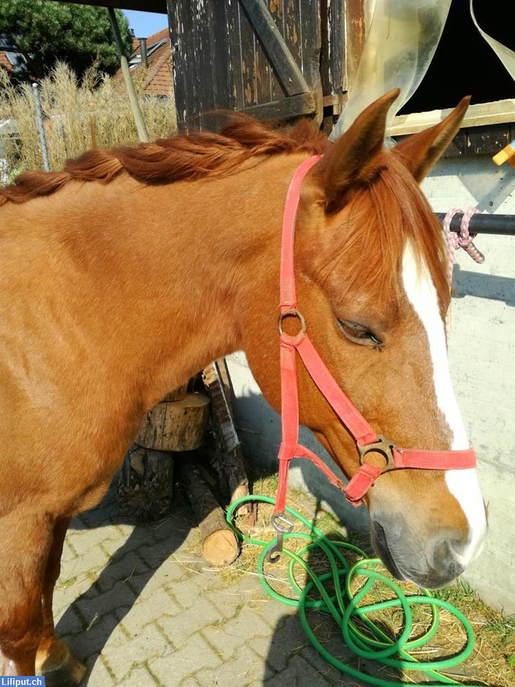 Bild 2: Reitbeteiligung, Binningen BL