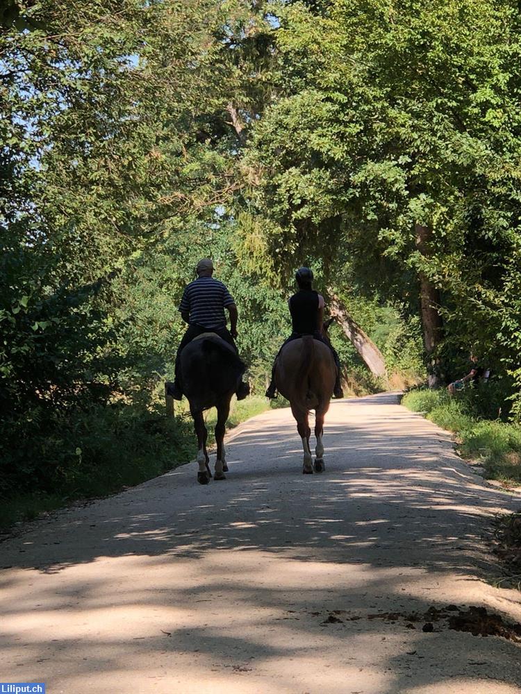 Bild 3: Reitbeteiligung, Binningen BL