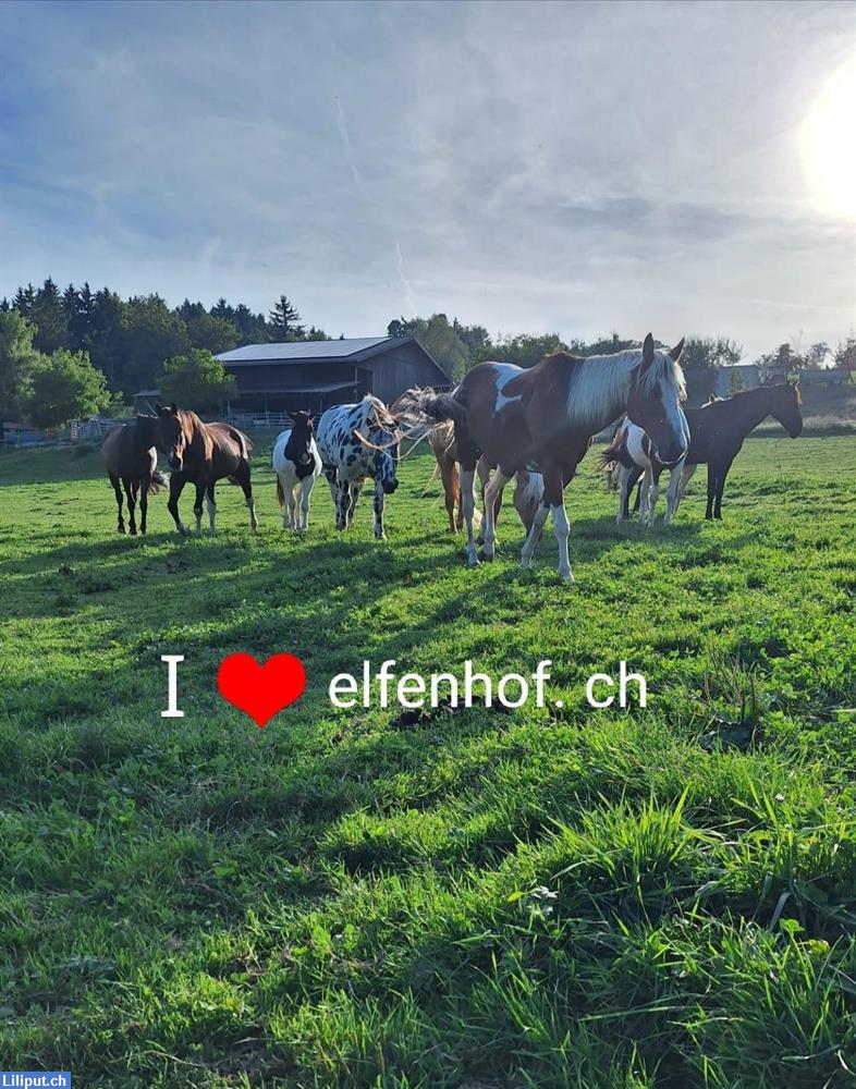 Bild 1: Praktikant/in Richtung Kinderbetreuung auf dem Pferdehof Elfenhof