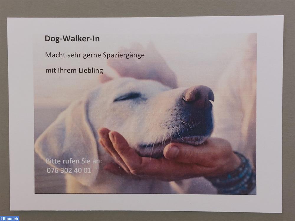 Bild 1: Biete Hundespaziergänge, Maihofquartier Luzern --- dog walks