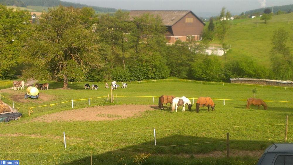 Bild 1: Platz frei in Offenstall Islandpferde mit wunderschönem Umschwung