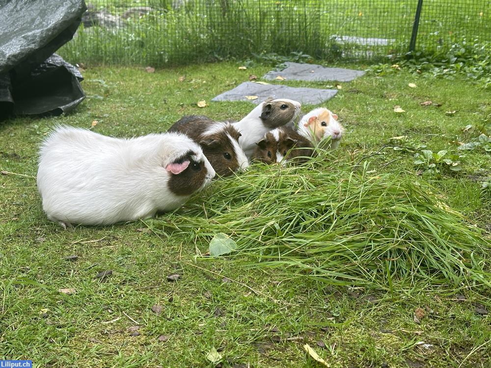 Bild 2: Meerschweinchen Auffangstation/Vermittlung & Betreuung