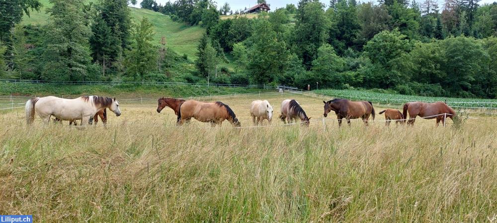 Bild 3: Abwechslungsreiches Praktikum mit Pferden, Region Willisau-Dagmersellen