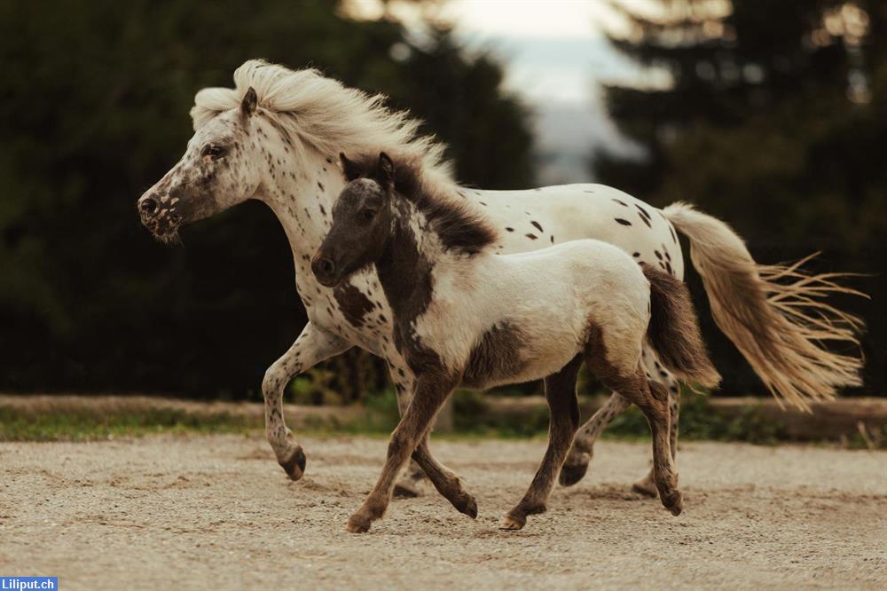 Bild 1: Unvergessliche Kindergeburtstage auf dem Ponyhof