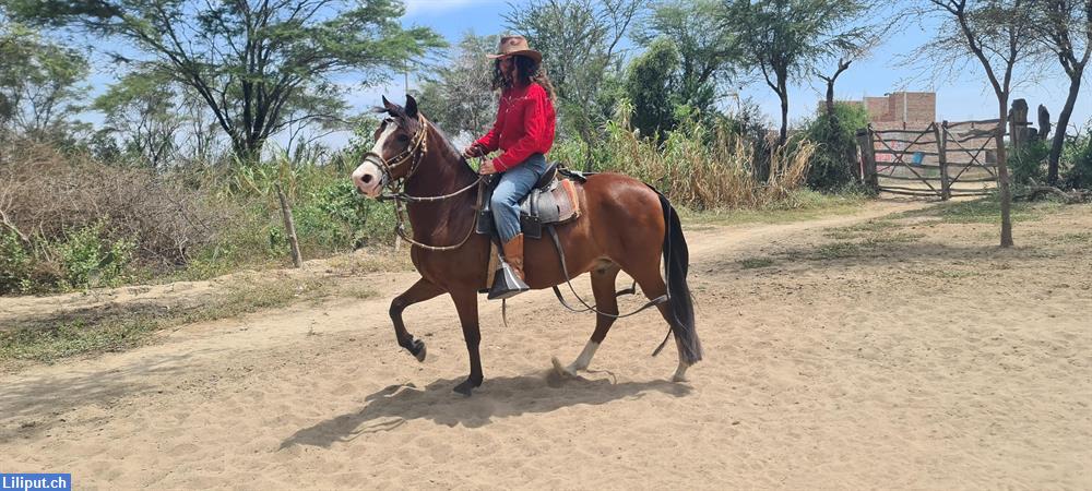 Bild 1: Reiterferien in Peru auf peruanischen Paso Pferden