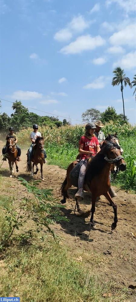 Bild 2: Reiterferien in Peru auf peruanischen Paso Pferden