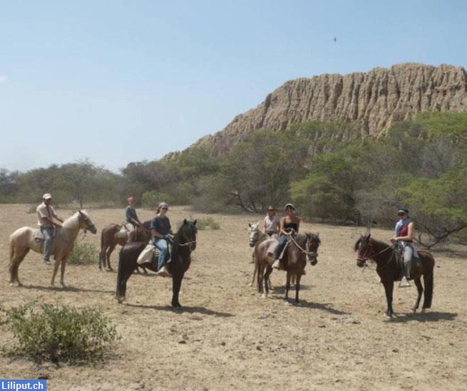 Bild 4: Reiterferien in Peru auf peruanischen Paso Pferden