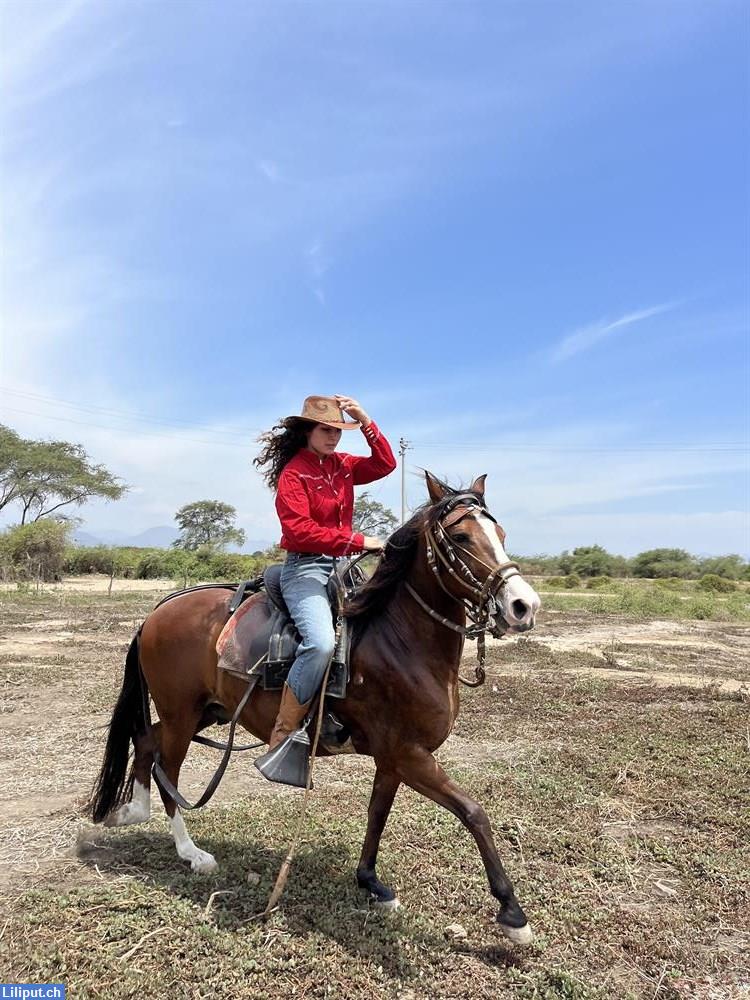 Bild 5: Reiterferien in Peru auf peruanischen Paso Pferden