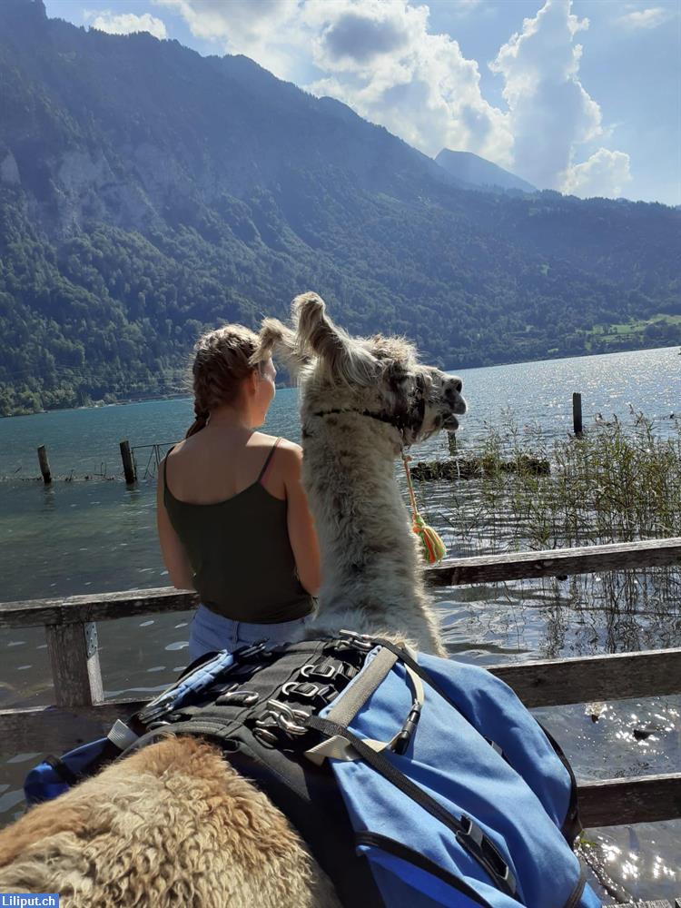 Bild 3: Lamatrekking Jungfrauregion im Berner Oberland