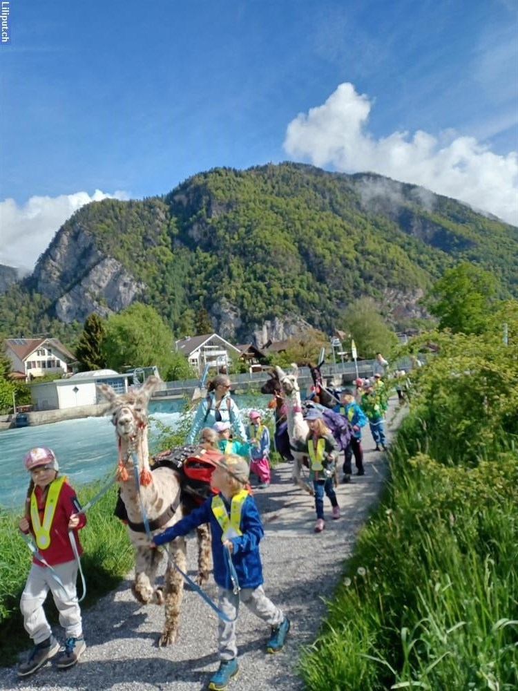 Bild 4: Lamatrekking Jungfrauregion im Berner Oberland