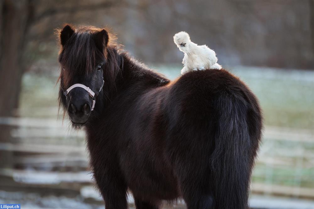 Bild 2: Pony reiten, Kindergeburtstage, Tierli Hofgruppe im Limmattal