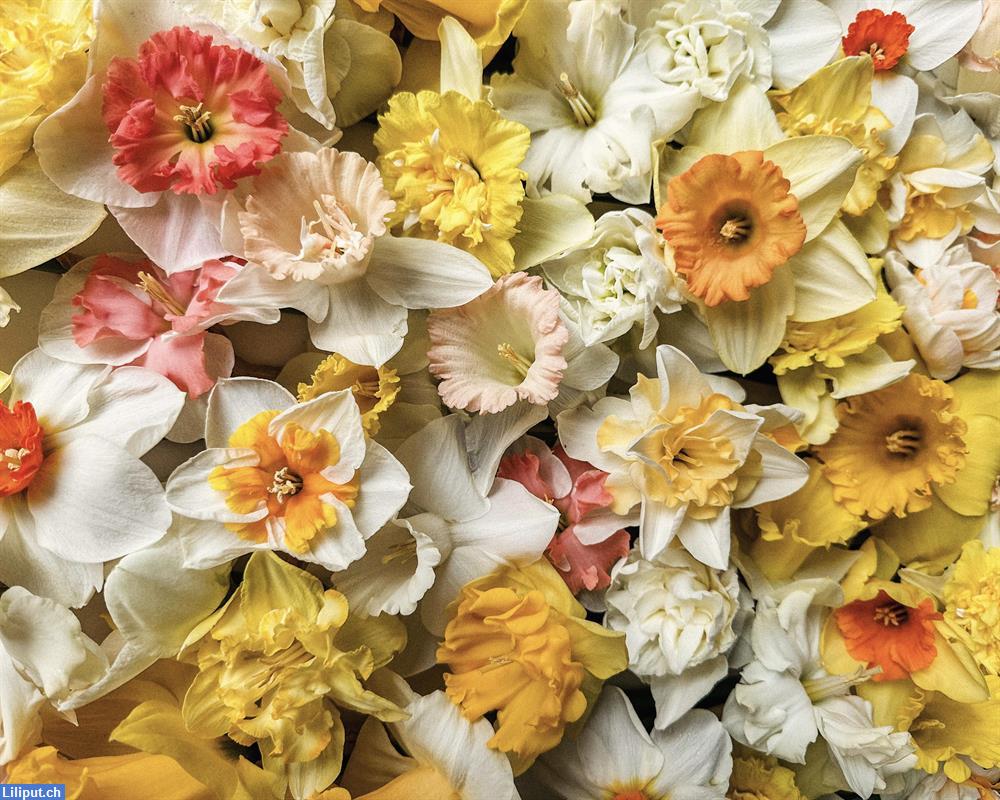 Bild 2: Suche Unterstützung für Selbstbedienungs-Blumenstand