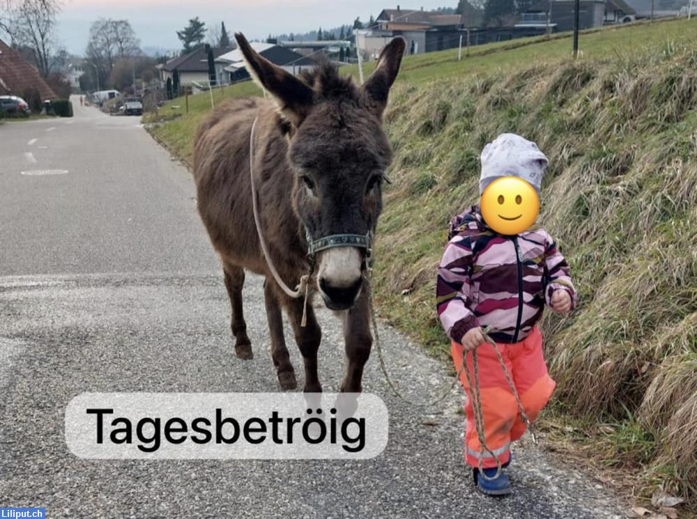 Bild 1: Tagesplatz auf dem Bauernhof für Kinder ab 2.5 Jahren, Rüttenen SO