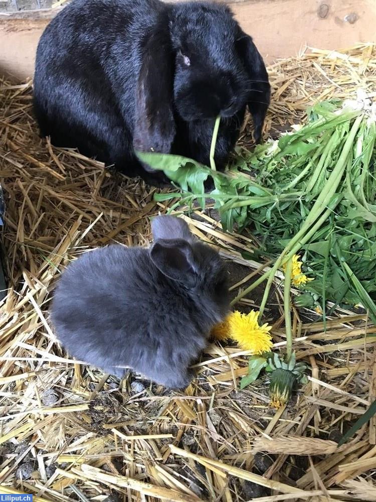 Bild 2: Tagesplatz auf dem Bauernhof für Kinder ab 2.5 Jahren, Rüttenen SO