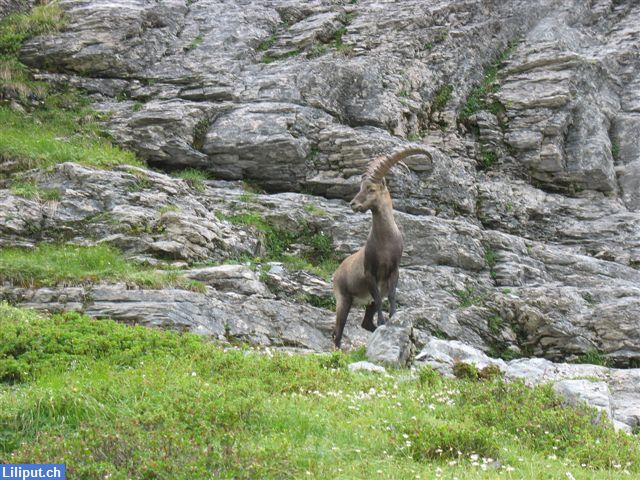 Bild 2: Suche Wander- und Freizeit-Kollegin Region Basel